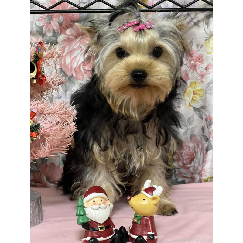 販売中の広島県のヨークシャーテリア-405712の3枚目