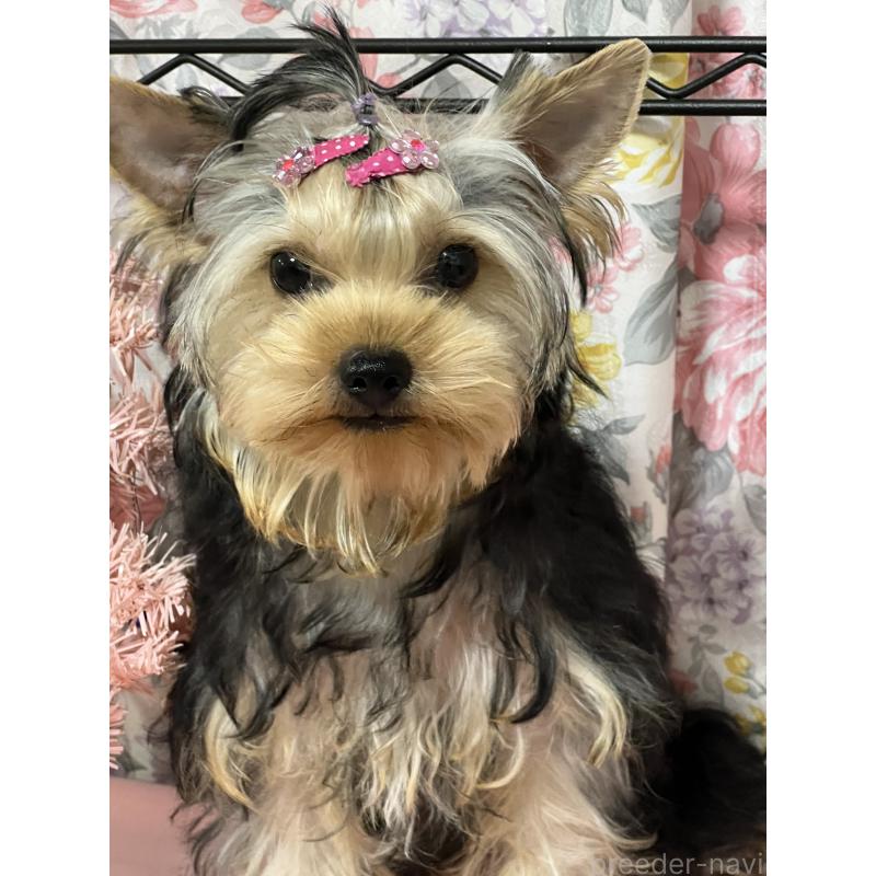 販売中の広島県のヨークシャーテリア-405712の2枚目