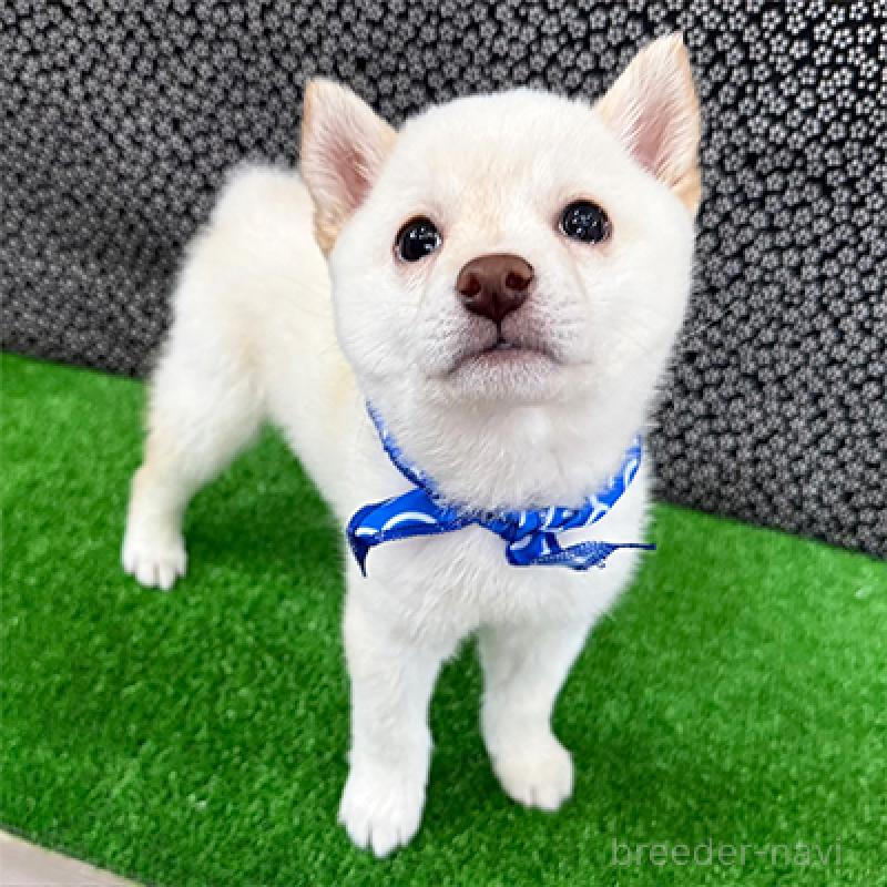 販売中の神奈川県の豆柴-429603