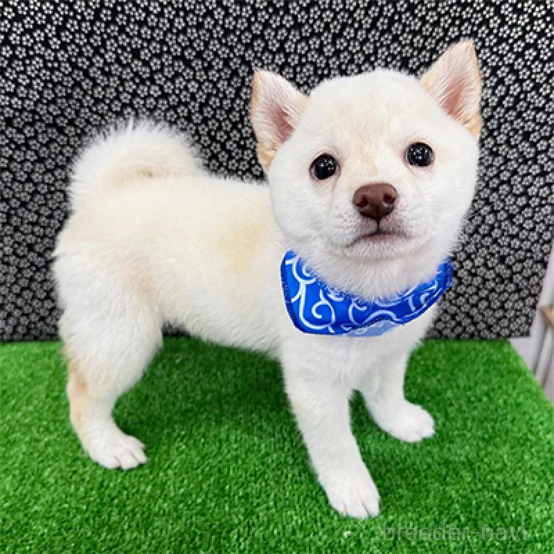 成約済の神奈川県の豆柴-429603の4枚目