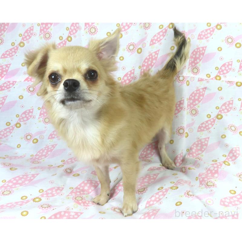 販売中の千葉県のチワワ(ロングコート)-397203の4枚目