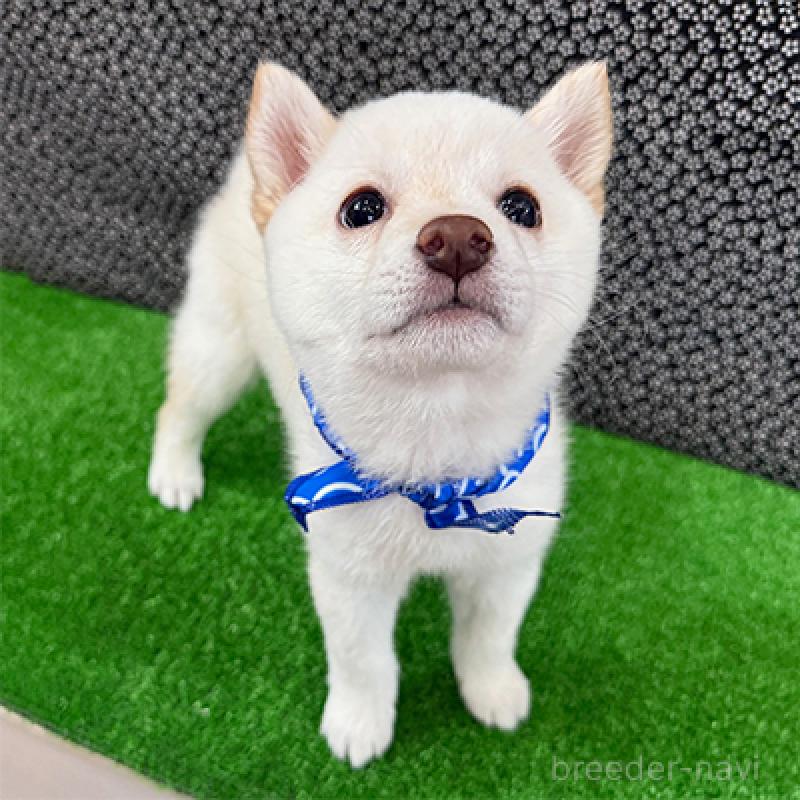 成約済の神奈川県の豆柴-429603の3枚目