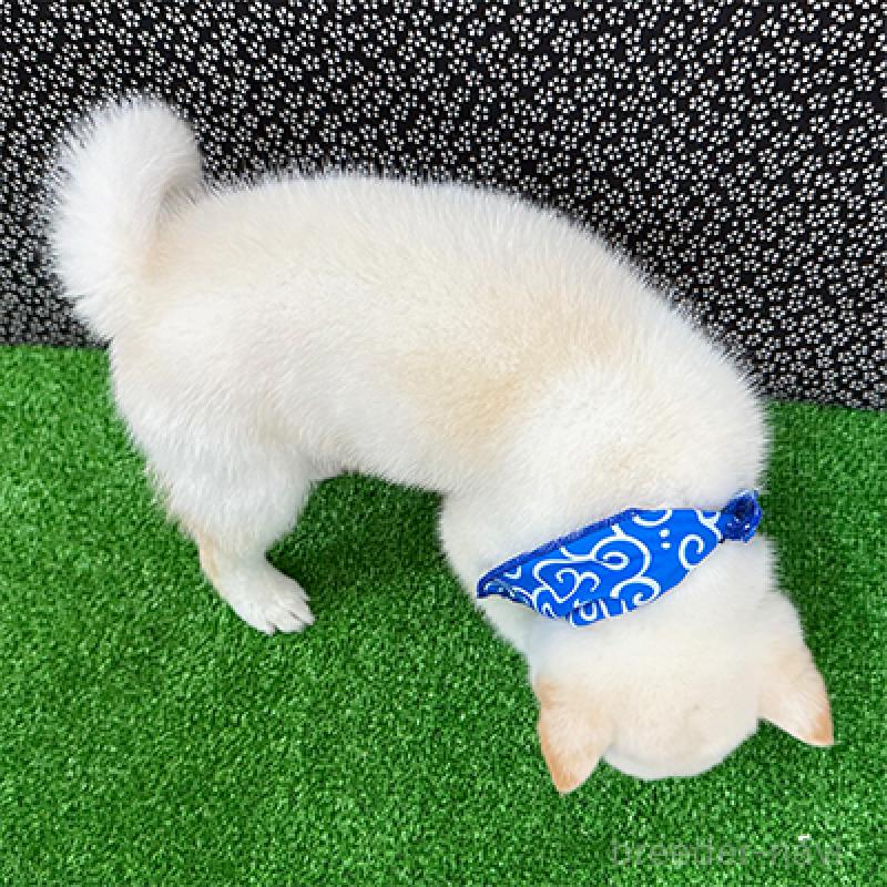 成約済の神奈川県の豆柴-429603の2枚目