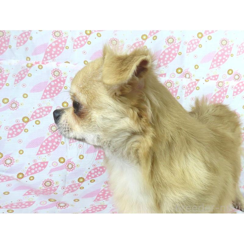 販売中の千葉県のチワワ(ロングコート)-397203の3枚目