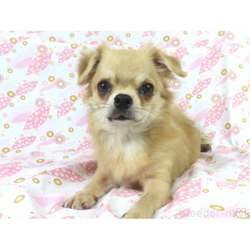 販売中の千葉県のチワワ(ロングコート)-397203の2枚目