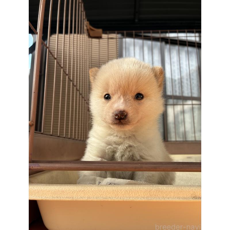 販売中の大分県の豆柴-434208の5枚目