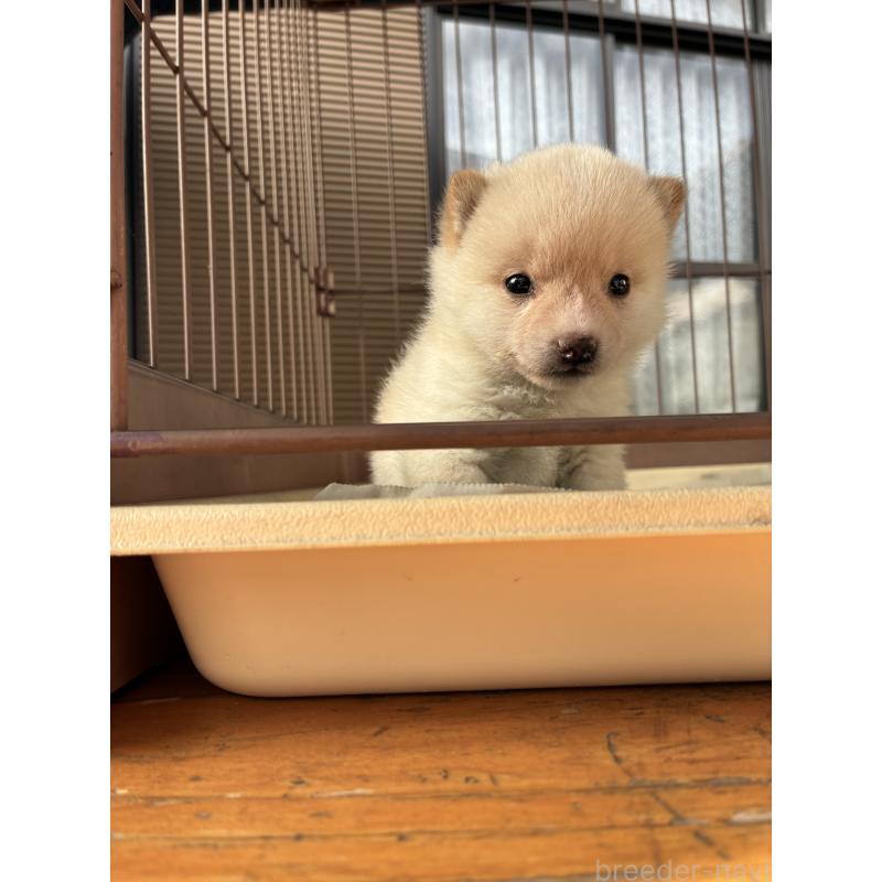 販売中の大分県の豆柴-434208の4枚目