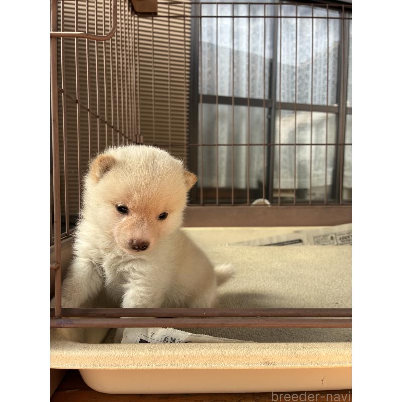 販売中の大分県の豆柴-434208の3枚目