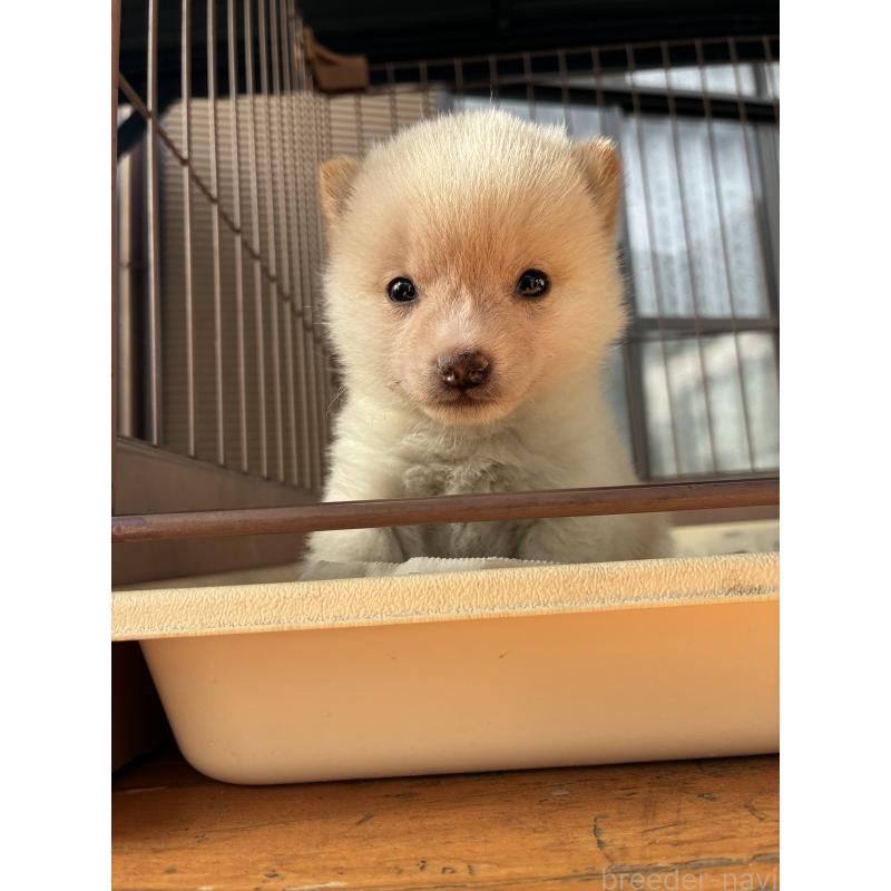 販売中の大分県の豆柴-434208の2枚目