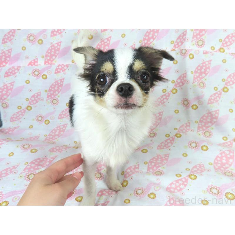 販売中の千葉県のチワワ(ロングコート)-397243の2枚目