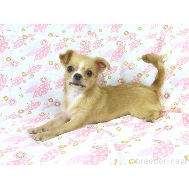 販売中の千葉県のチワワ(ロングコート)-404242の4枚目