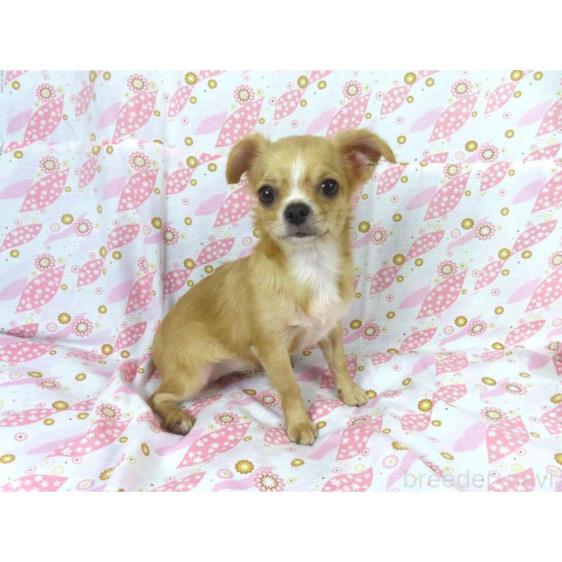 販売中の千葉県のチワワ(ロングコート)-404242の3枚目