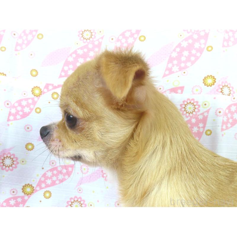 販売中の千葉県のチワワ(ロングコート)-404242の2枚目