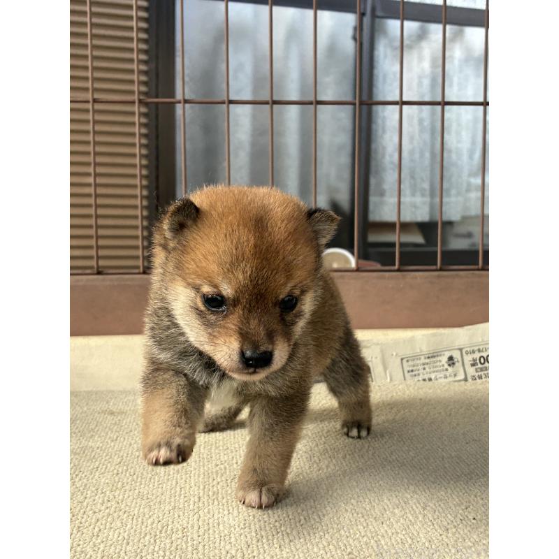 販売中の大分県の豆柴-434210の7枚目