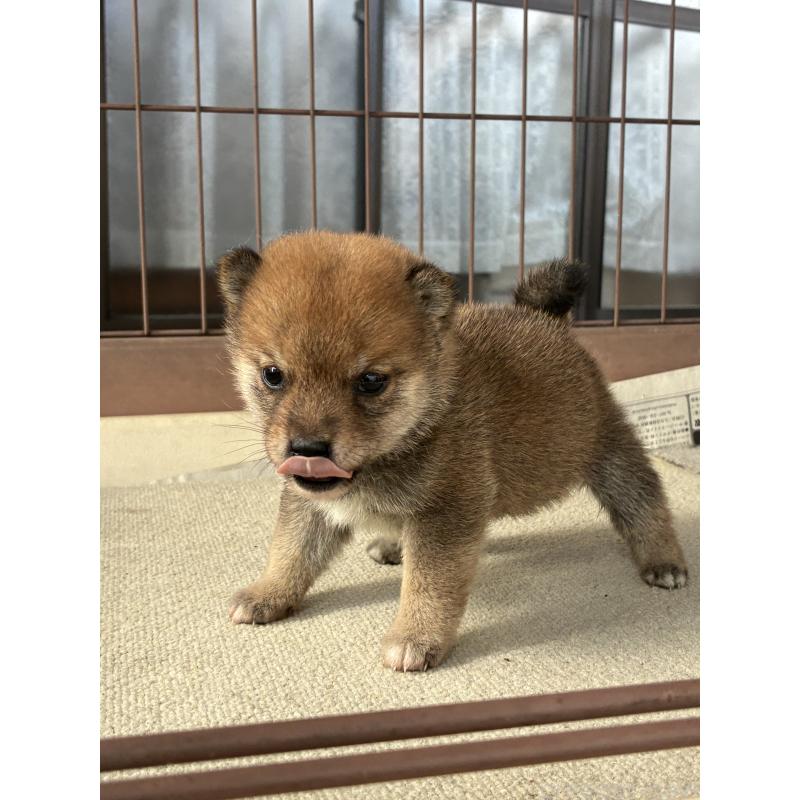 販売中の大分県の豆柴-434210の6枚目