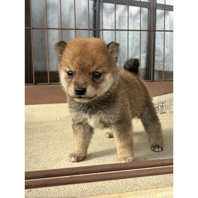 販売中の大分県の豆柴-434210の5枚目