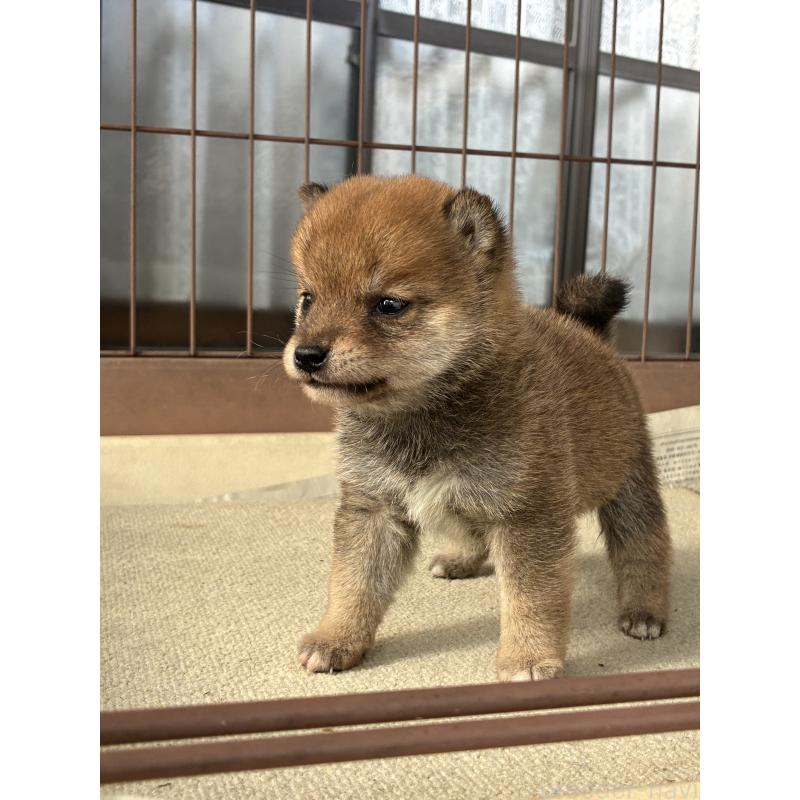 販売中の大分県の豆柴-434210の4枚目