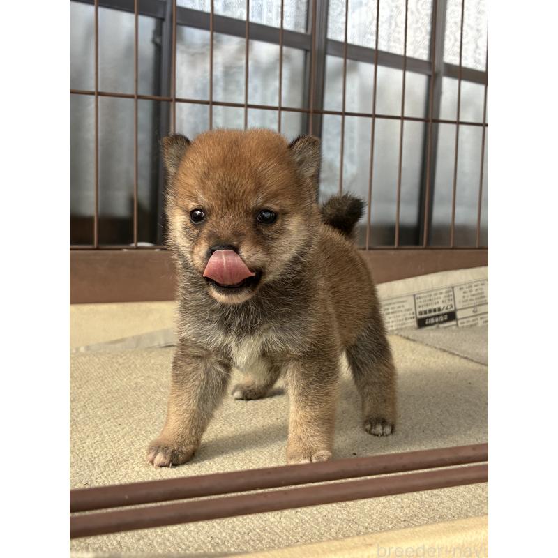 販売中の大分県の豆柴-434210の3枚目