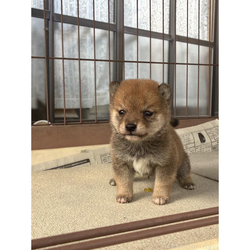 販売中の大分県の豆柴-434210の2枚目