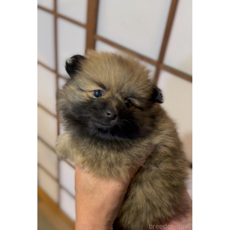 販売中の山口県のポメラニアン-434211の6枚目