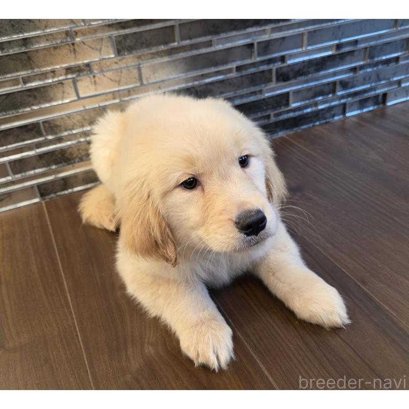 販売中の千葉県のゴールデンレトリーバー-434214の3枚目