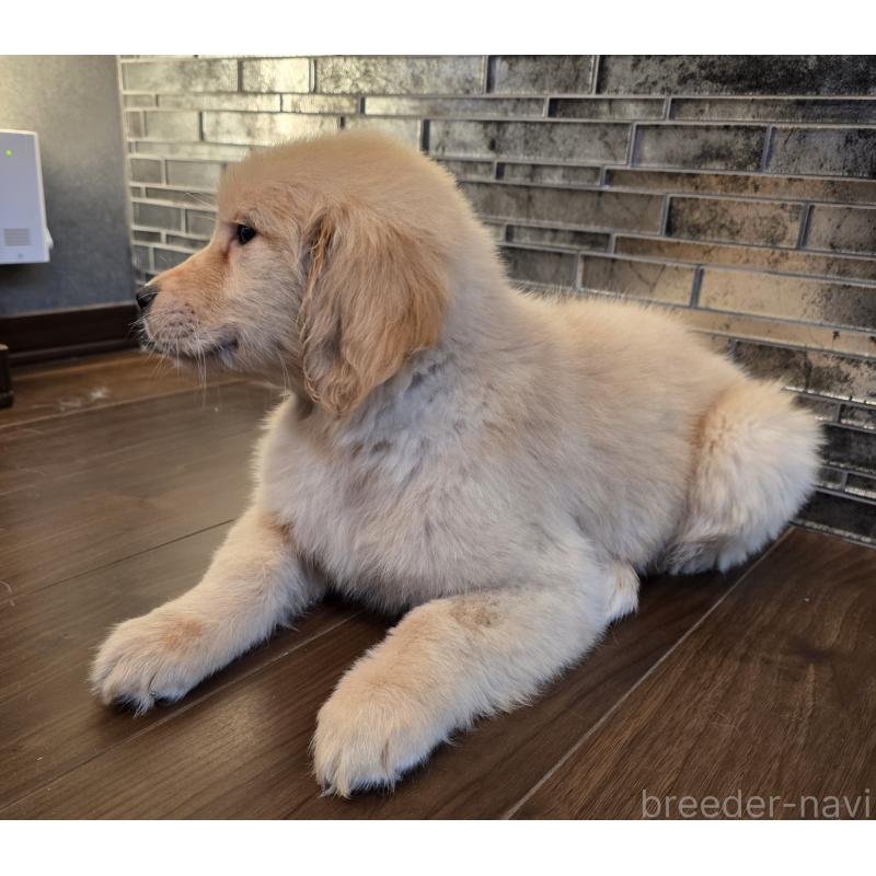 販売中の千葉県のゴールデンレトリーバー-434214の2枚目