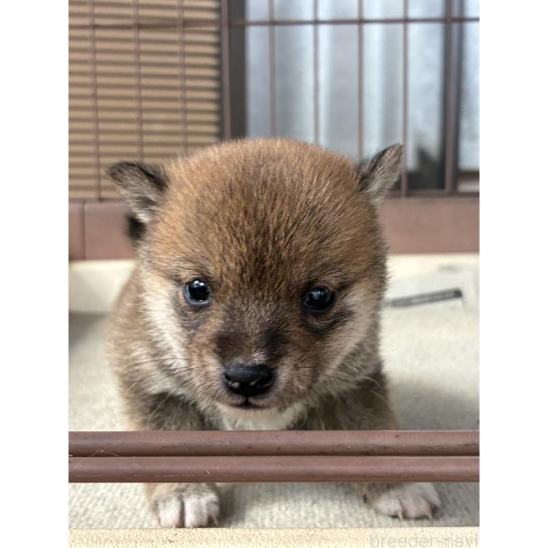 販売中の大分県の豆柴-434212の8枚目