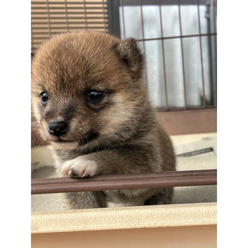 販売中の大分県の豆柴-434212の7枚目