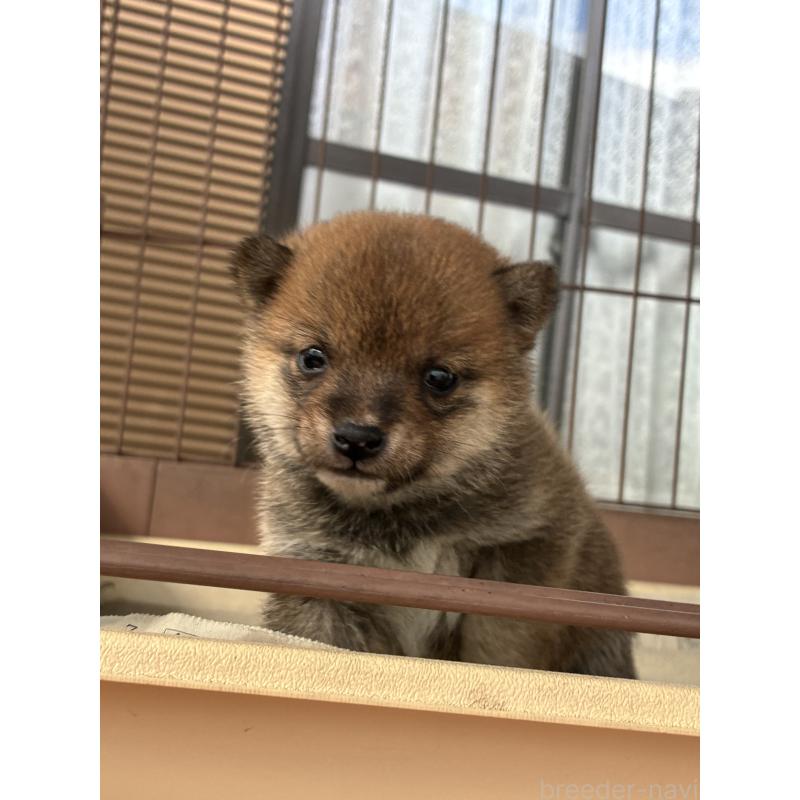 販売中の大分県の豆柴-434212の6枚目