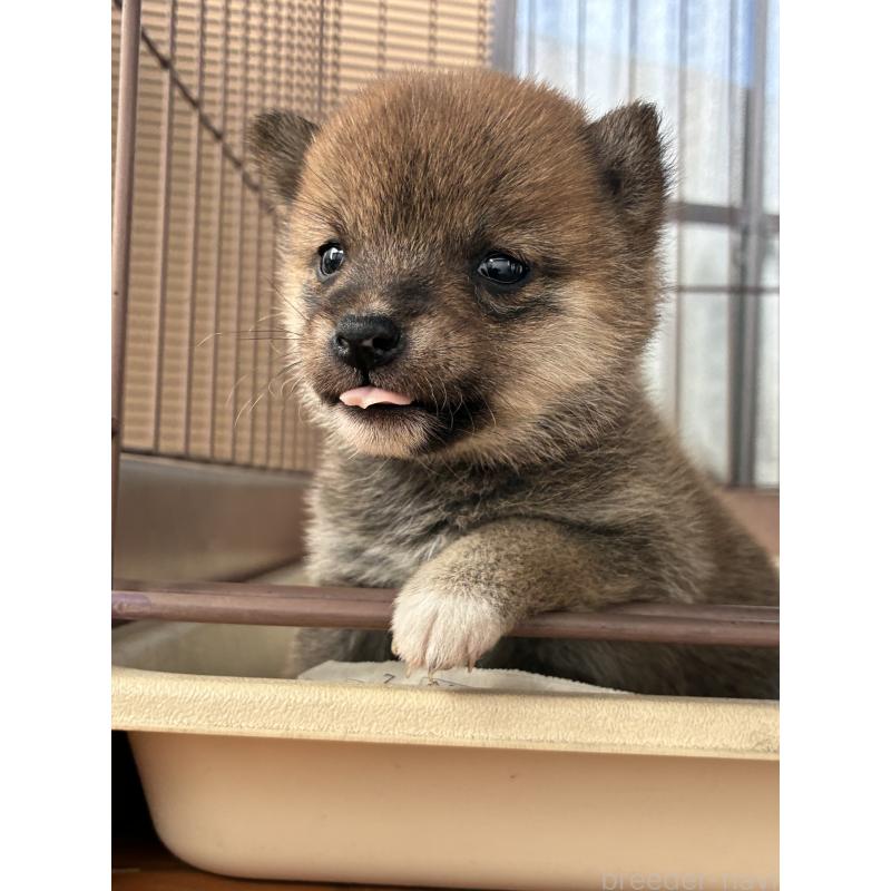 販売中の大分県の豆柴-434212の5枚目