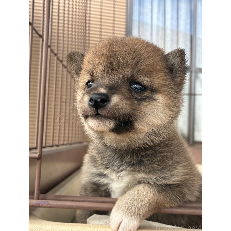 販売中の大分県の豆柴-434212の4枚目