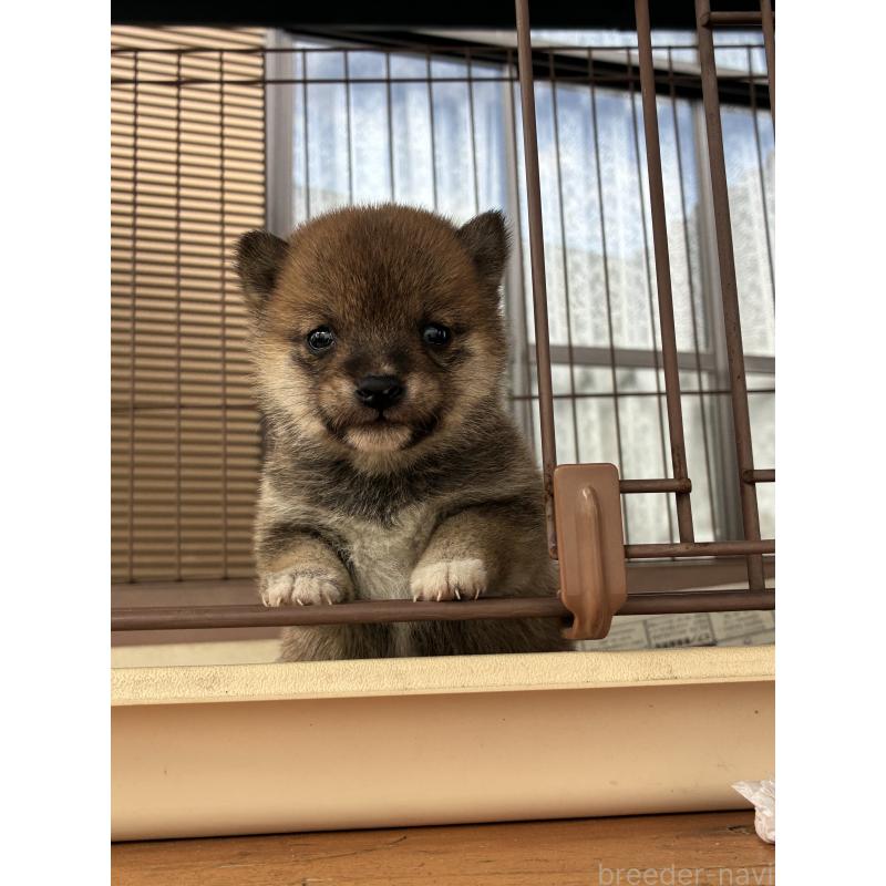 販売中の大分県の豆柴-434212の3枚目