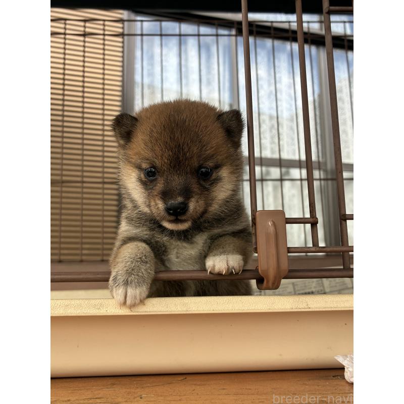 販売中の大分県の豆柴-434212の2枚目