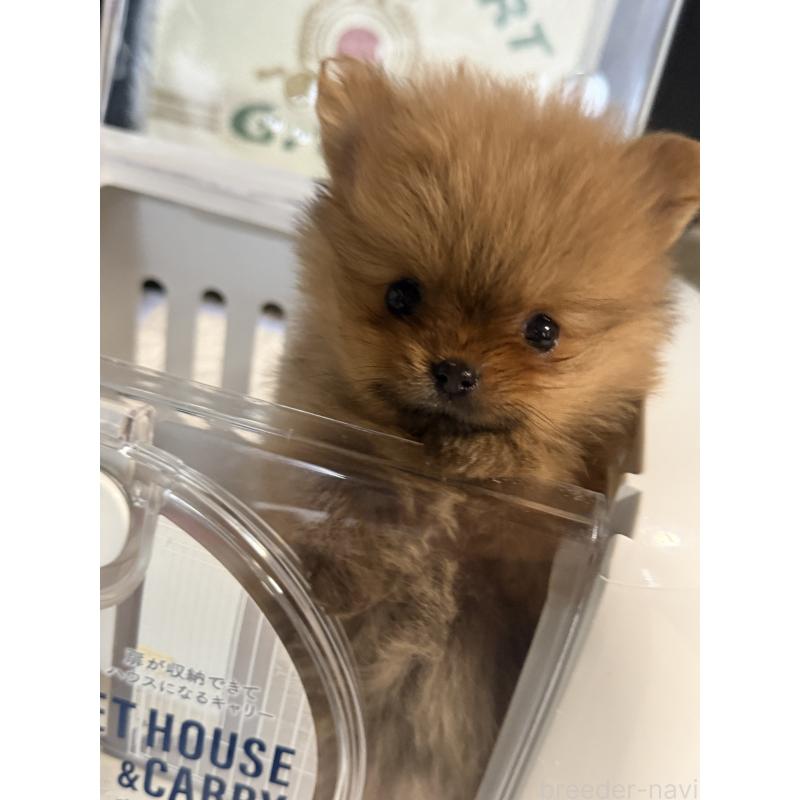 商談中の北海道のポメラニアン-431137の2枚目