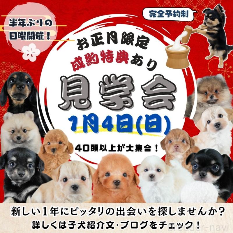 成約済の埼玉県のカニンヘンダックスフンド(ロングヘアード)-433320の3枚目