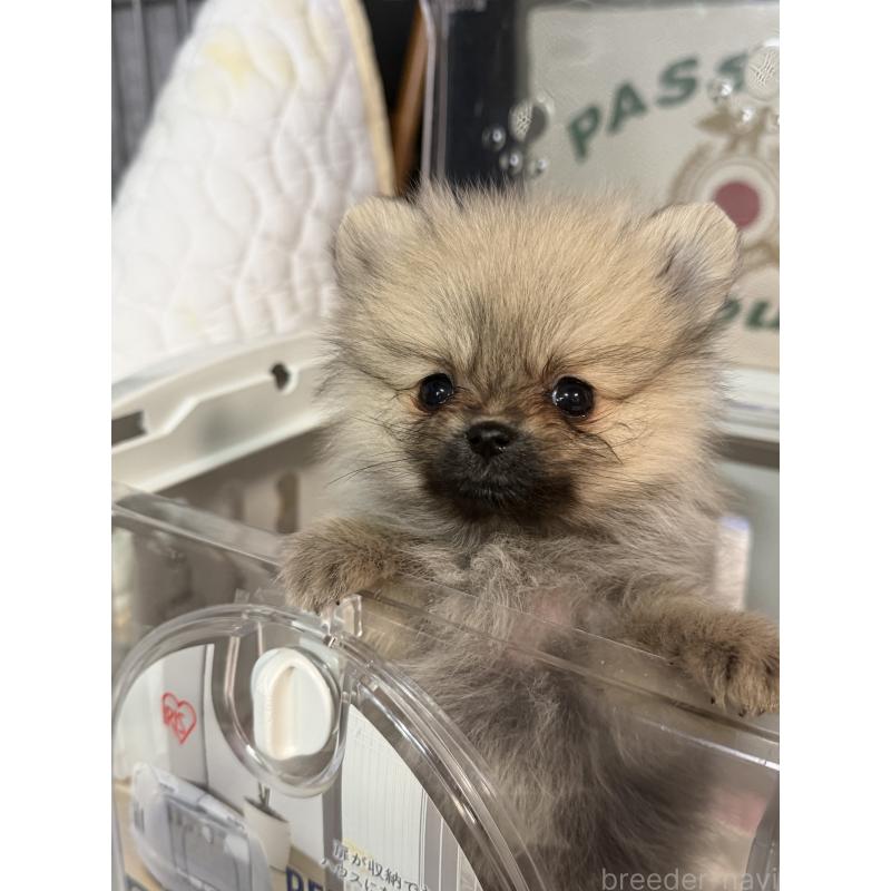 販売中の北海道のポメラニアン-434213の3枚目