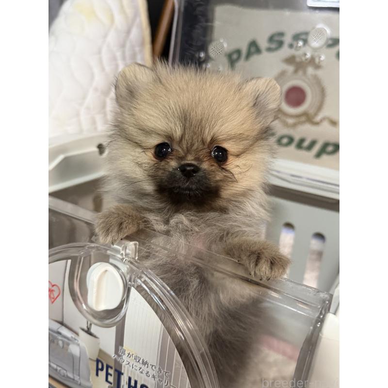 販売中の北海道のポメラニアン-434213の2枚目