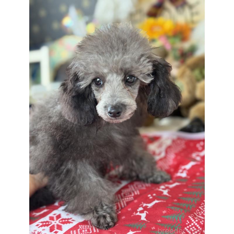 成約済の宮崎県のティーカッププードル-434107の2枚目