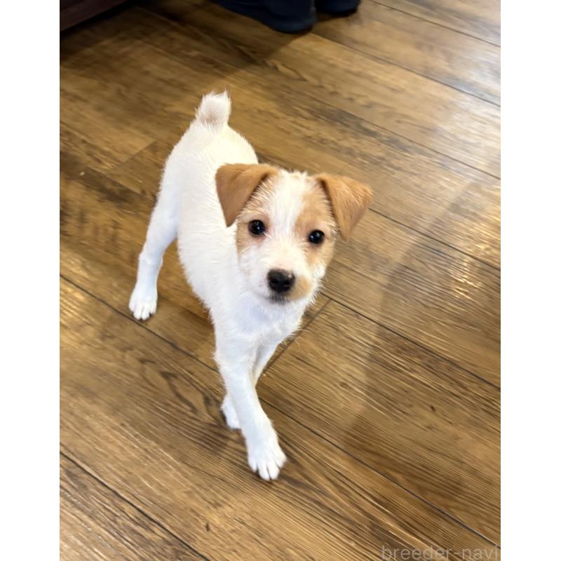 販売中の京都府のジャックラッセルテリア-434215の4枚目