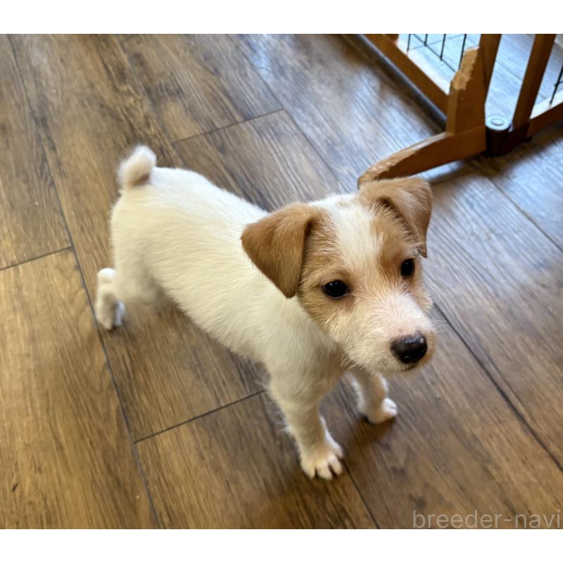 販売中の京都府のジャックラッセルテリア-434215の3枚目