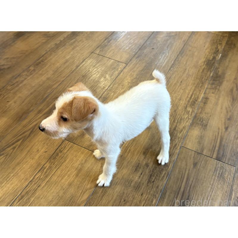 販売中の京都府のジャックラッセルテリア-434215の2枚目