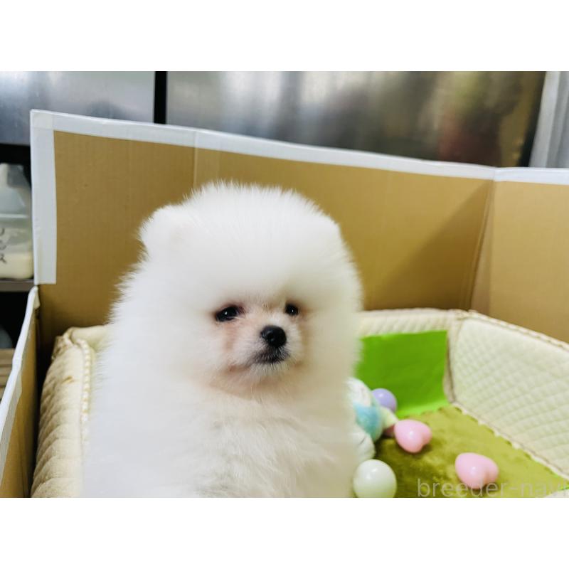 販売中の岐阜県のポメラニアン-430054の3枚目