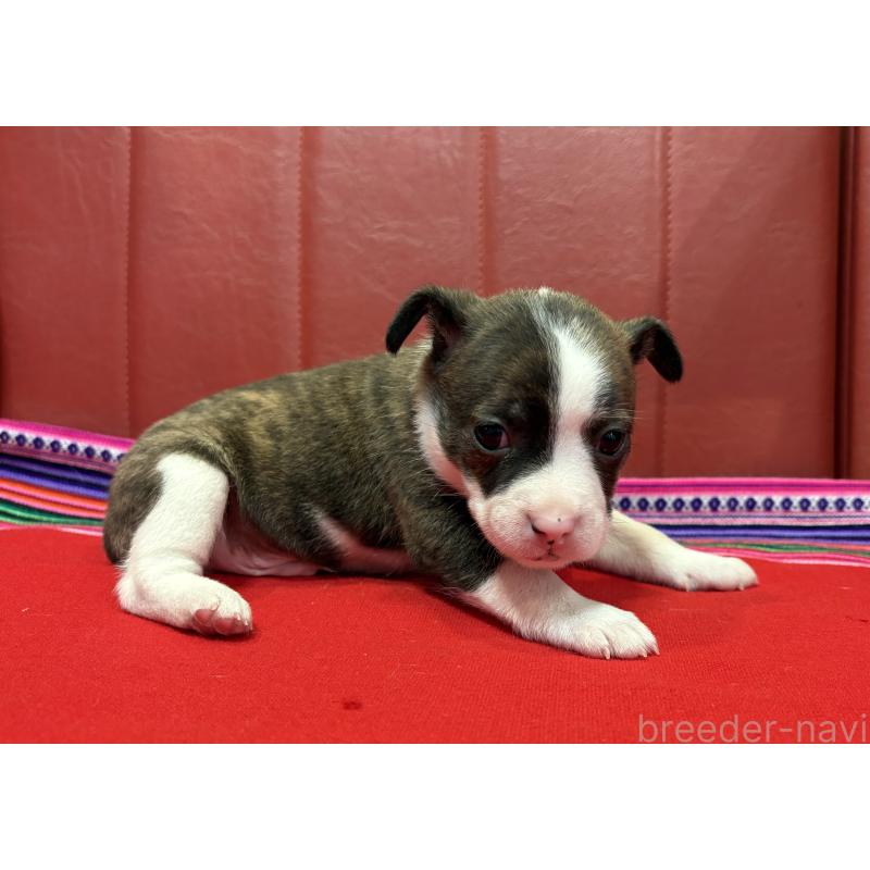 販売中の京都府のミックス犬-434217の4枚目