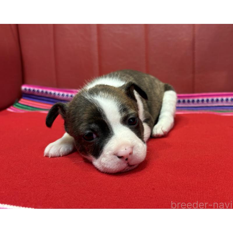 販売中の京都府のミックス犬-434217の3枚目