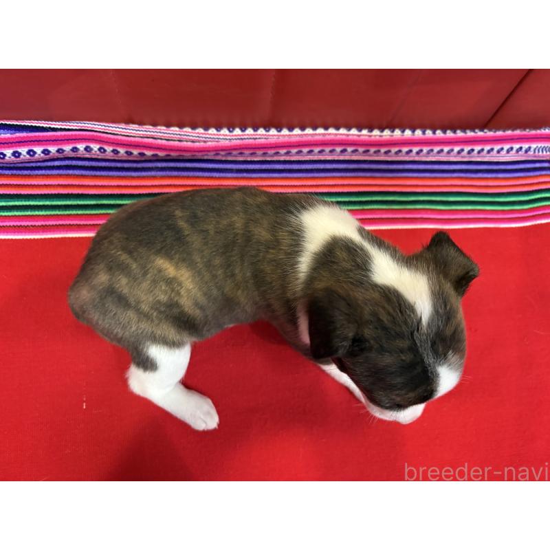 販売中の京都府のミックス犬-434217の2枚目