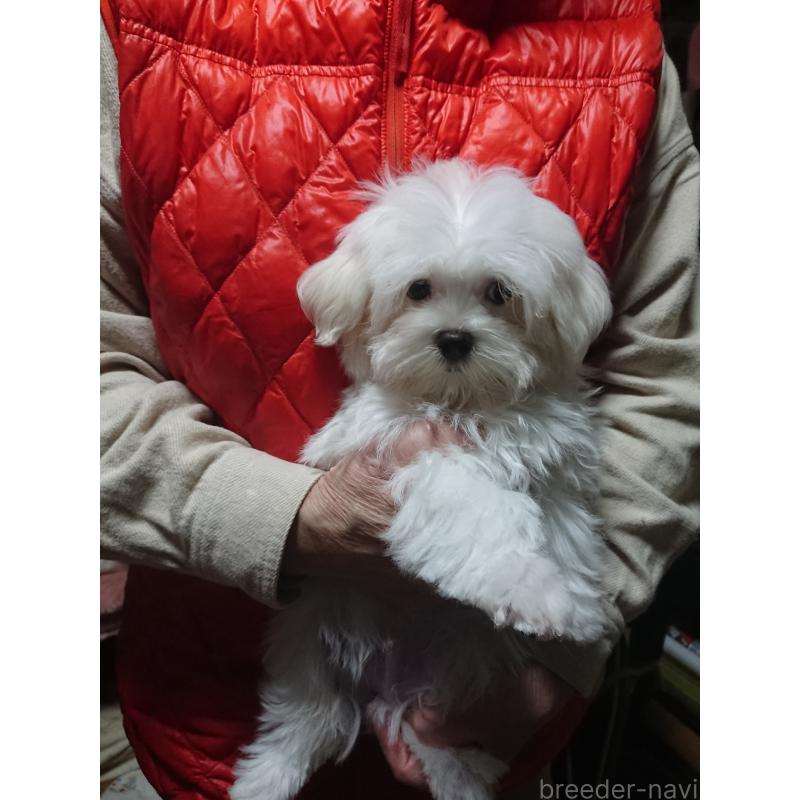 販売中の栃木県のマルチーズ-425496の2枚目