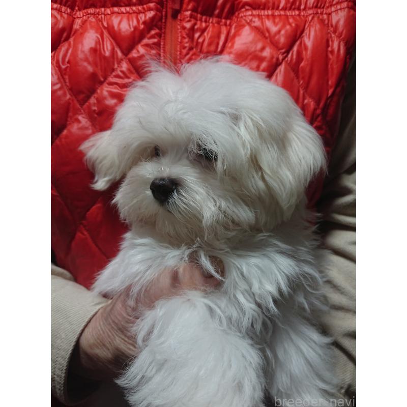 販売中の栃木県のマルチーズ-425496