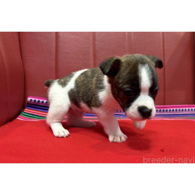 販売中の京都府のミックス犬-434219の2枚目