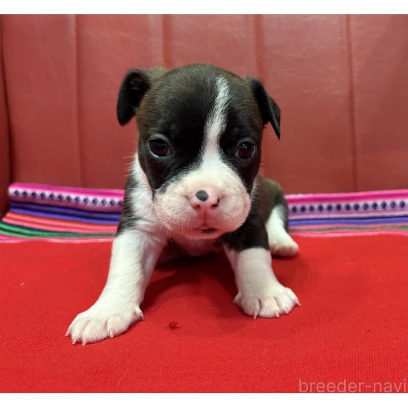 販売中の京都府のミックス犬-434220の4枚目