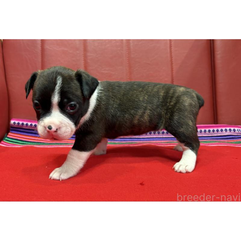 販売中の京都府のミックス犬-434220の3枚目